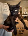 JILL