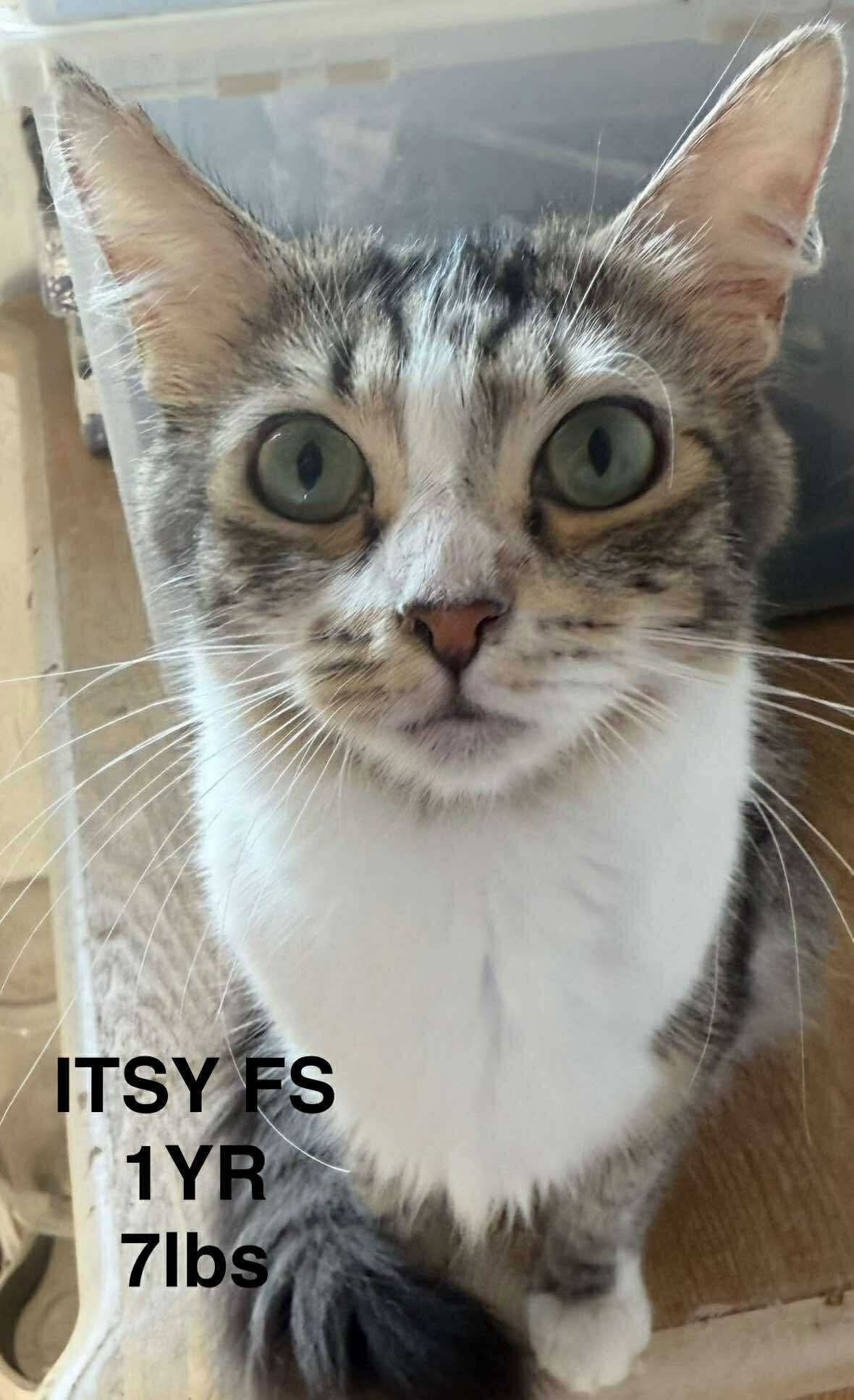 adoptable Cat in Woodbury, NY named ITSY