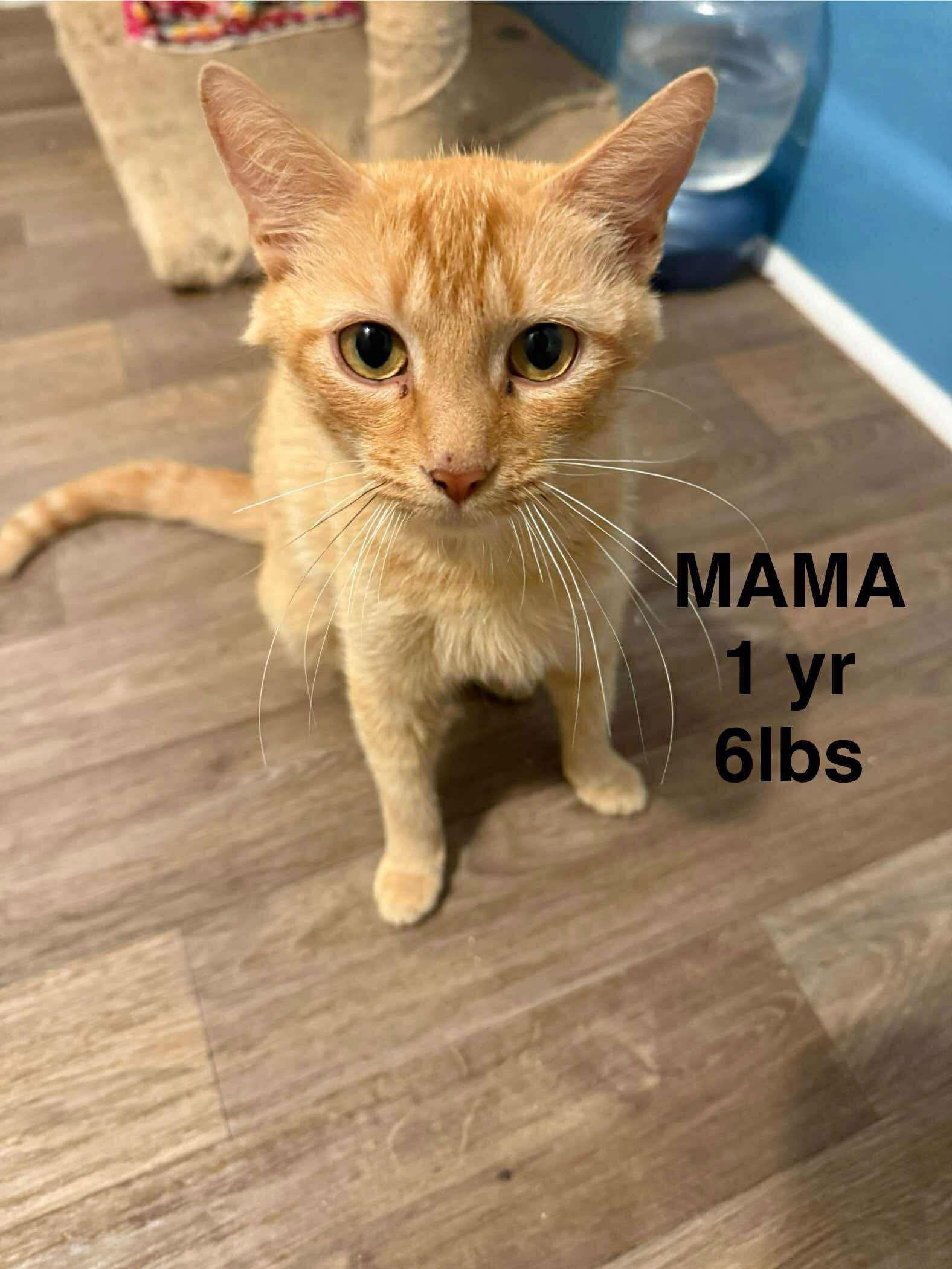 adoptable Cat in Woodbury, NY named GINGER