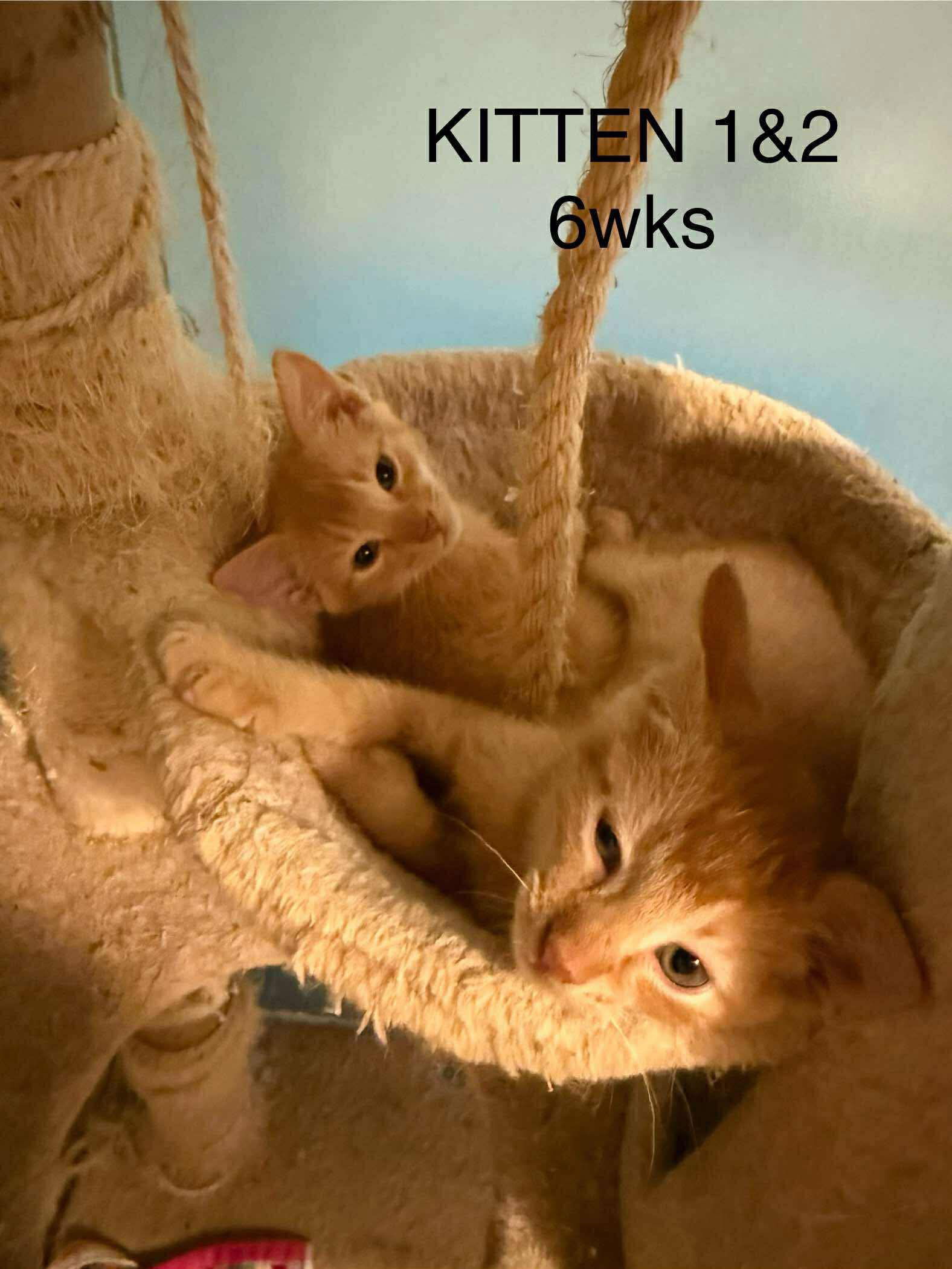 adoptable Cat in Woodbury, NY named PEACHES
