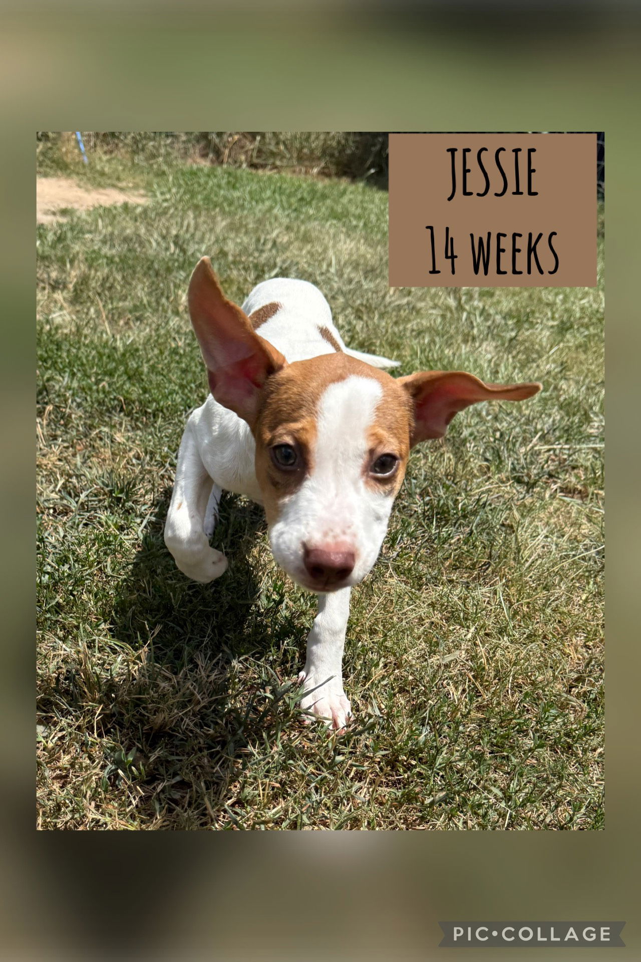 adoptable Dog in Carlisle, SC named JESSIE