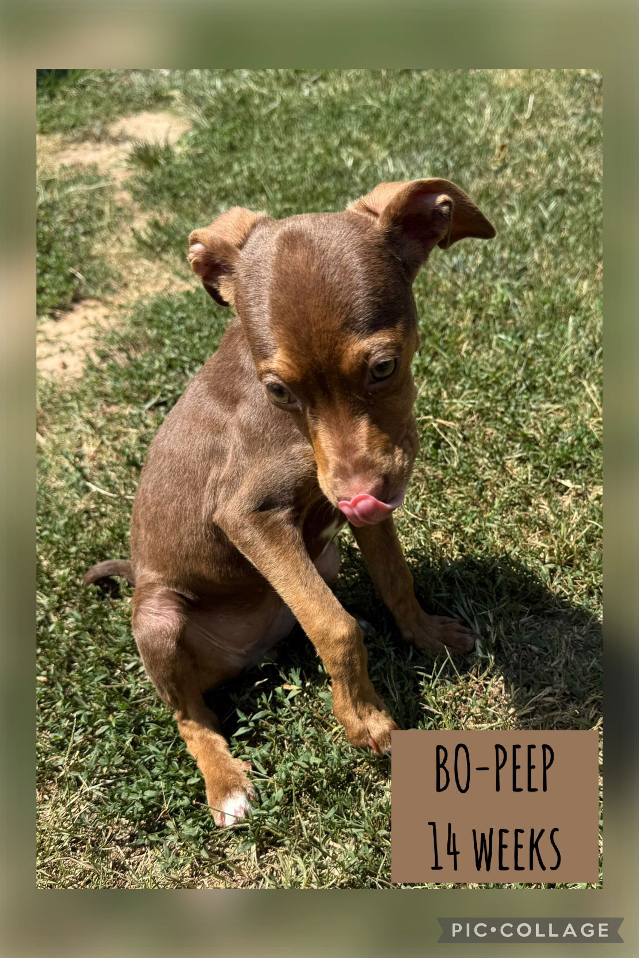 adoptable Dog in Carlisle, SC named BO- PEEP