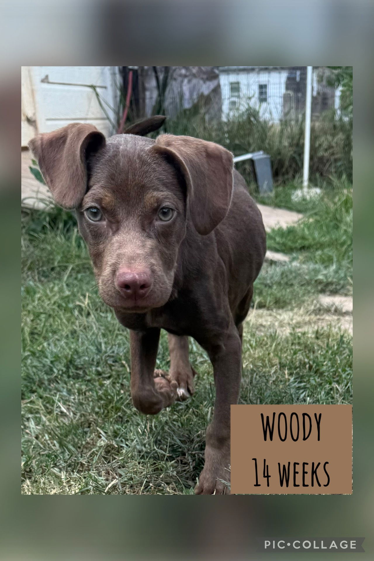 adoptable Dog in Carlisle, SC named WOODY