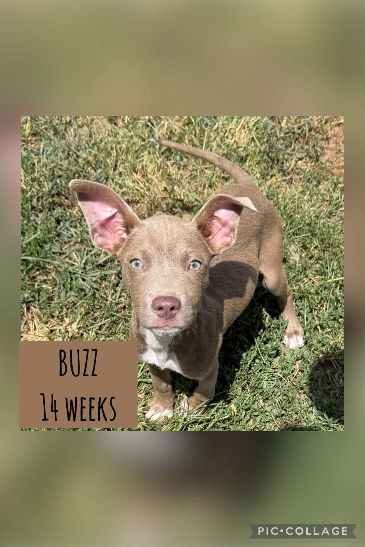 adoptable Dog in Carlisle, SC named BUZZ