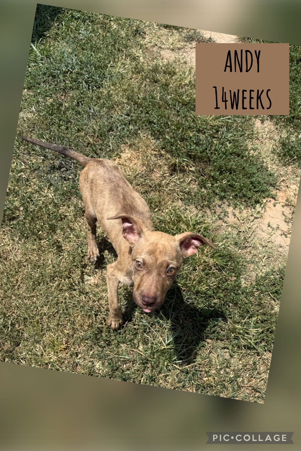 adoptable Dog in Carlisle, SC named ANDY