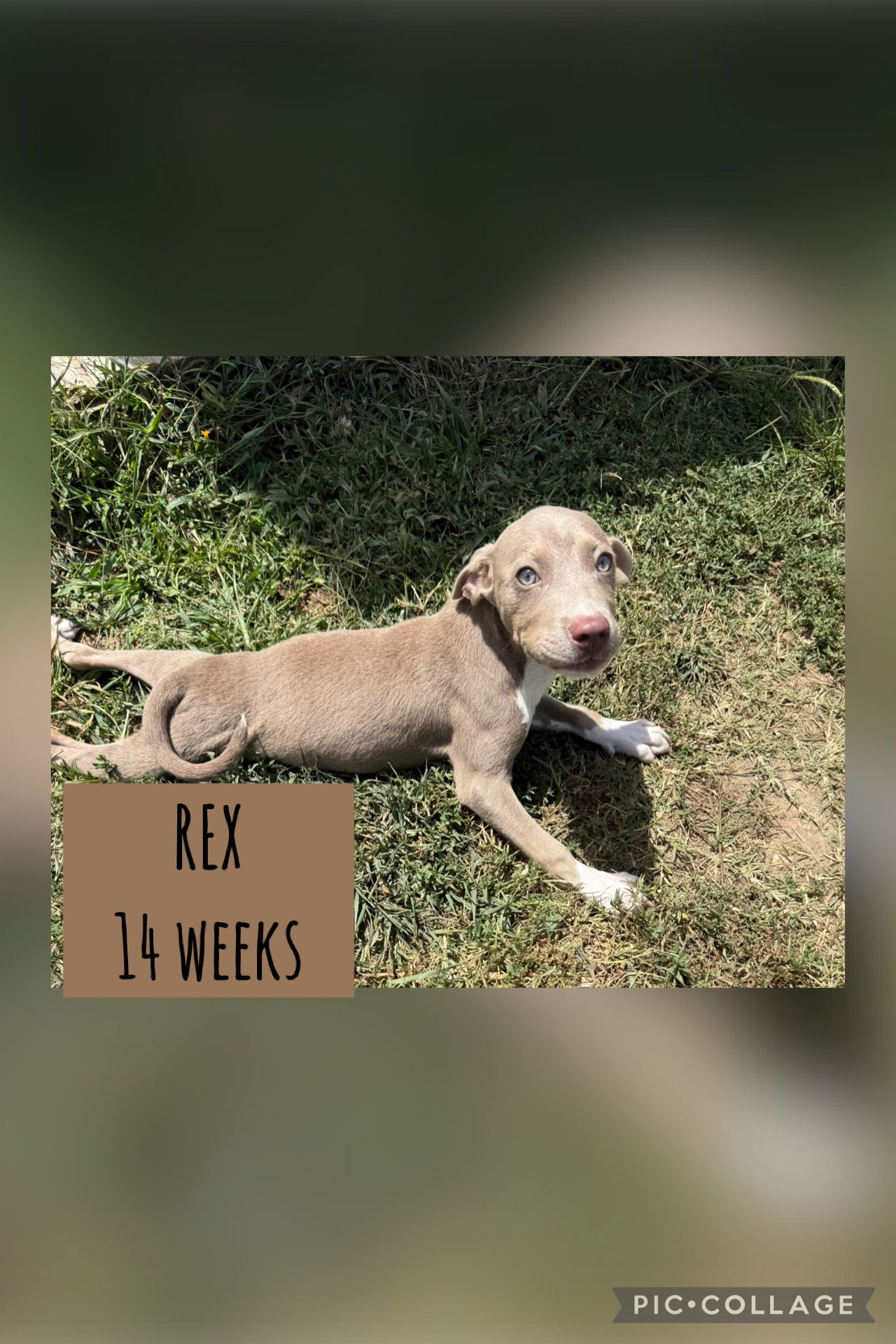 adoptable Dog in Carlisle, SC named REX