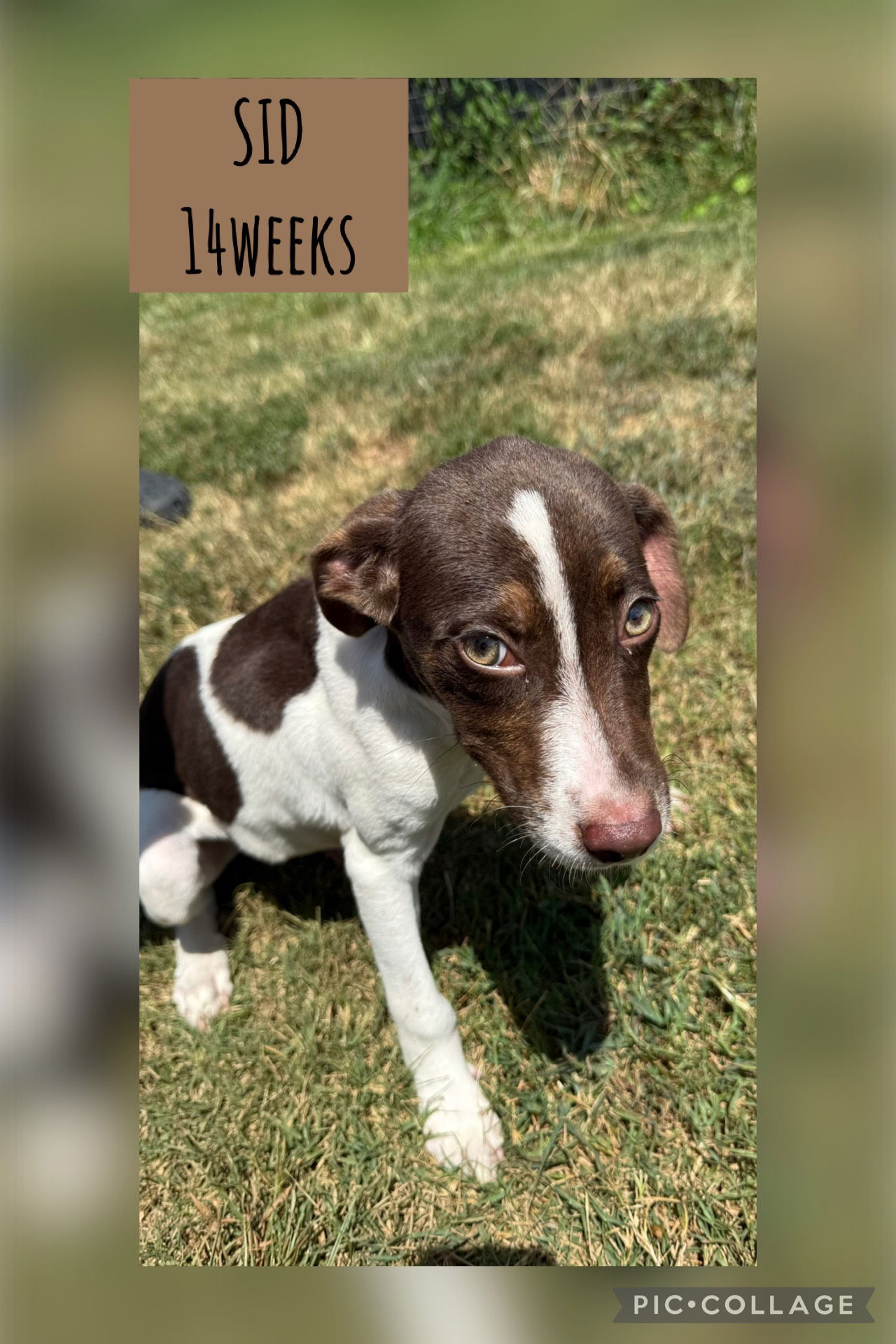 adoptable Dog in Carlisle, SC named SID