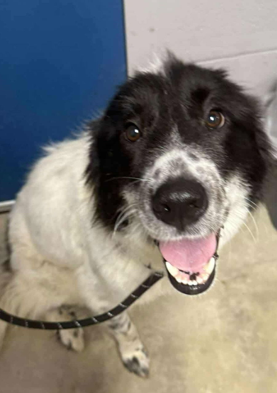 adoptable Dog in Carlisle, SC named DELILAH