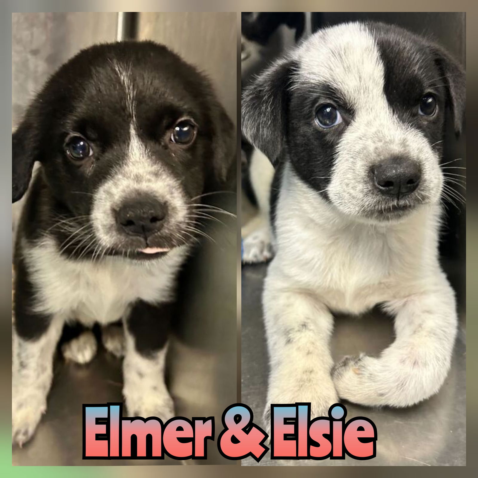 adoptable Dog in Woodbury, NY named ELSIE