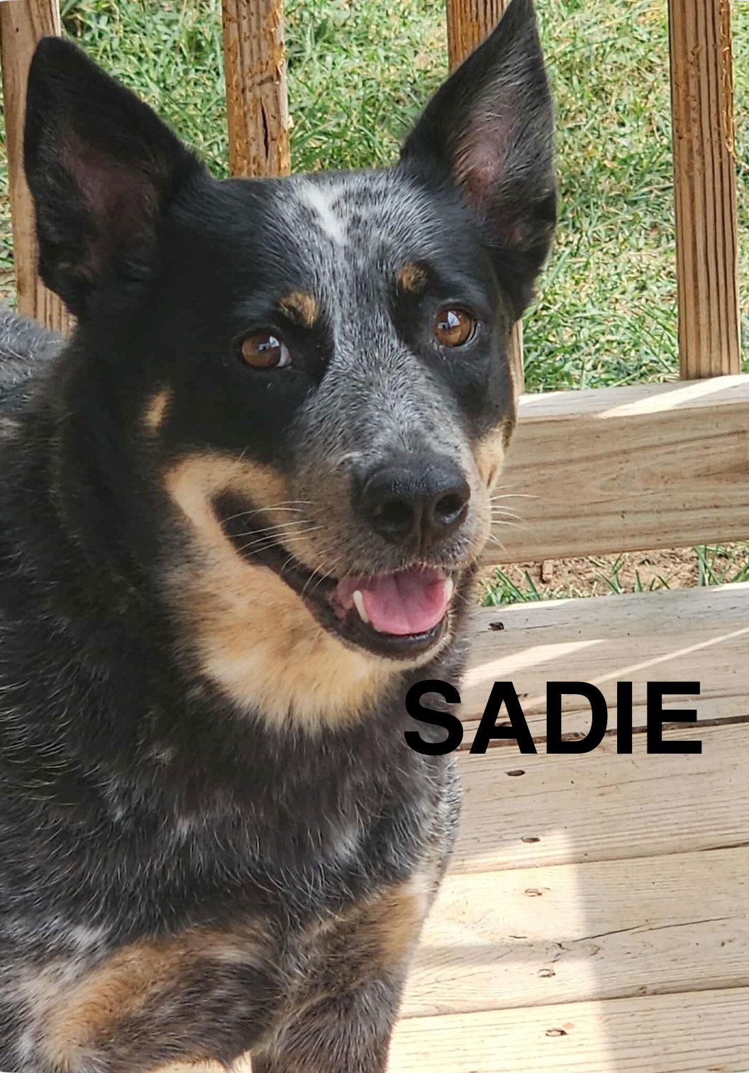 adoptable Dog in Carlisle, SC named SADIE