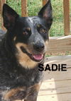 adoptable Dog in , SC named SADIE
