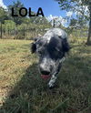 adoptable Dog in  named LOLA