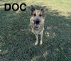 adoptable Dog in carlisle, SC named DOC