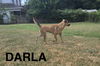 DARLA