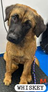 adoptable Dog in  named WHISKEY