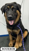 adoptable Dog in  named BOURBON