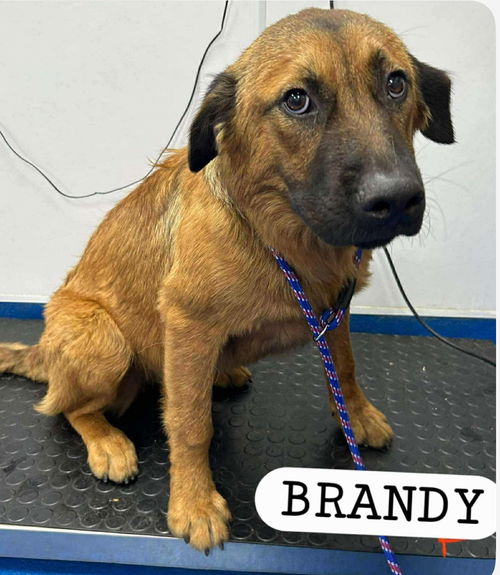 BRANDY