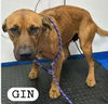 GIN