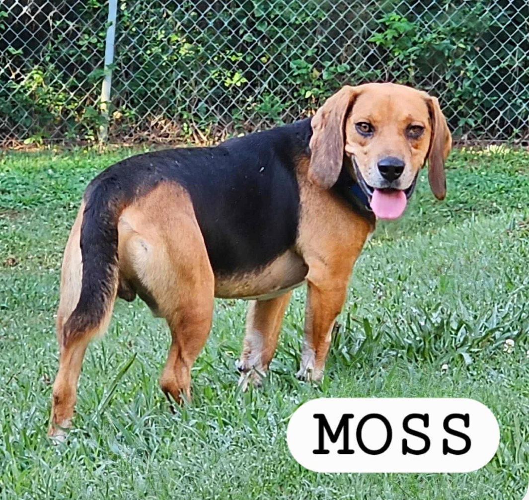 adoptable Dog in Carlisle, SC named MOSS