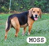 adoptable Dog in , SC named MOSS