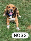 MOSS