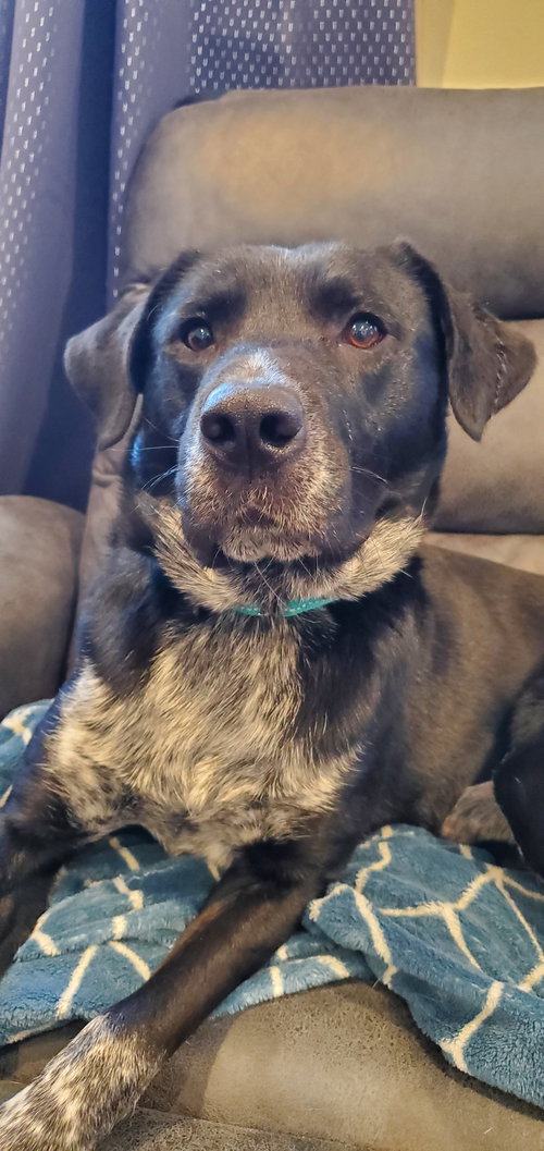 PORTLAND - Retriever available for adoption