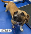 adoptable Dog in , SC named STACH
