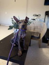 TUCKER (PUP) - Photo 7