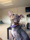 TUCKER (PUP) - Photo 8
