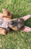 TUCKER (PUP) - Photo 9