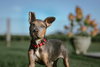 TUCKER (PUP) - Photo 5