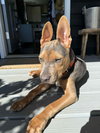 TUCKER (PUP) - Photo 6