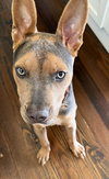 TUCKER (PUP) - Photo 3
