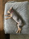 TUCKER (PUP) - Photo 4