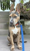 TUCKER (PUP) - Photo 2