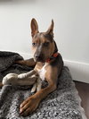 TUCKER (PUP) - Photo 1