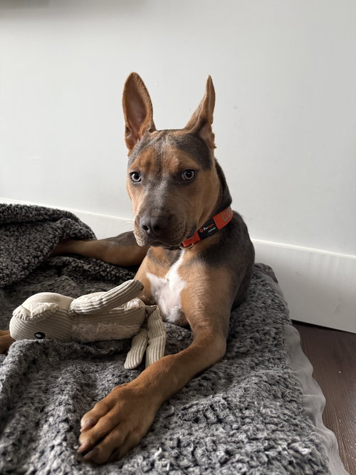 TUCKER (PUP) - Unknown available for adoption