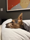 TUCKER (PUP) - Photo 10