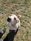 ROVER - Photo 6