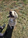 ROVER - Photo 7