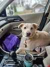ROVER - Photo 1