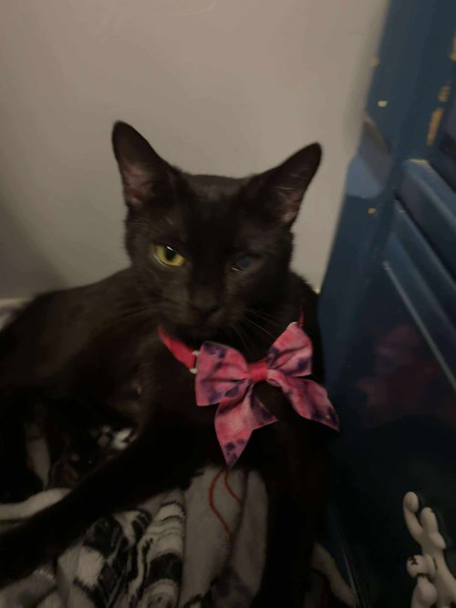 BABSY - Domestic Short Hair available for adoption