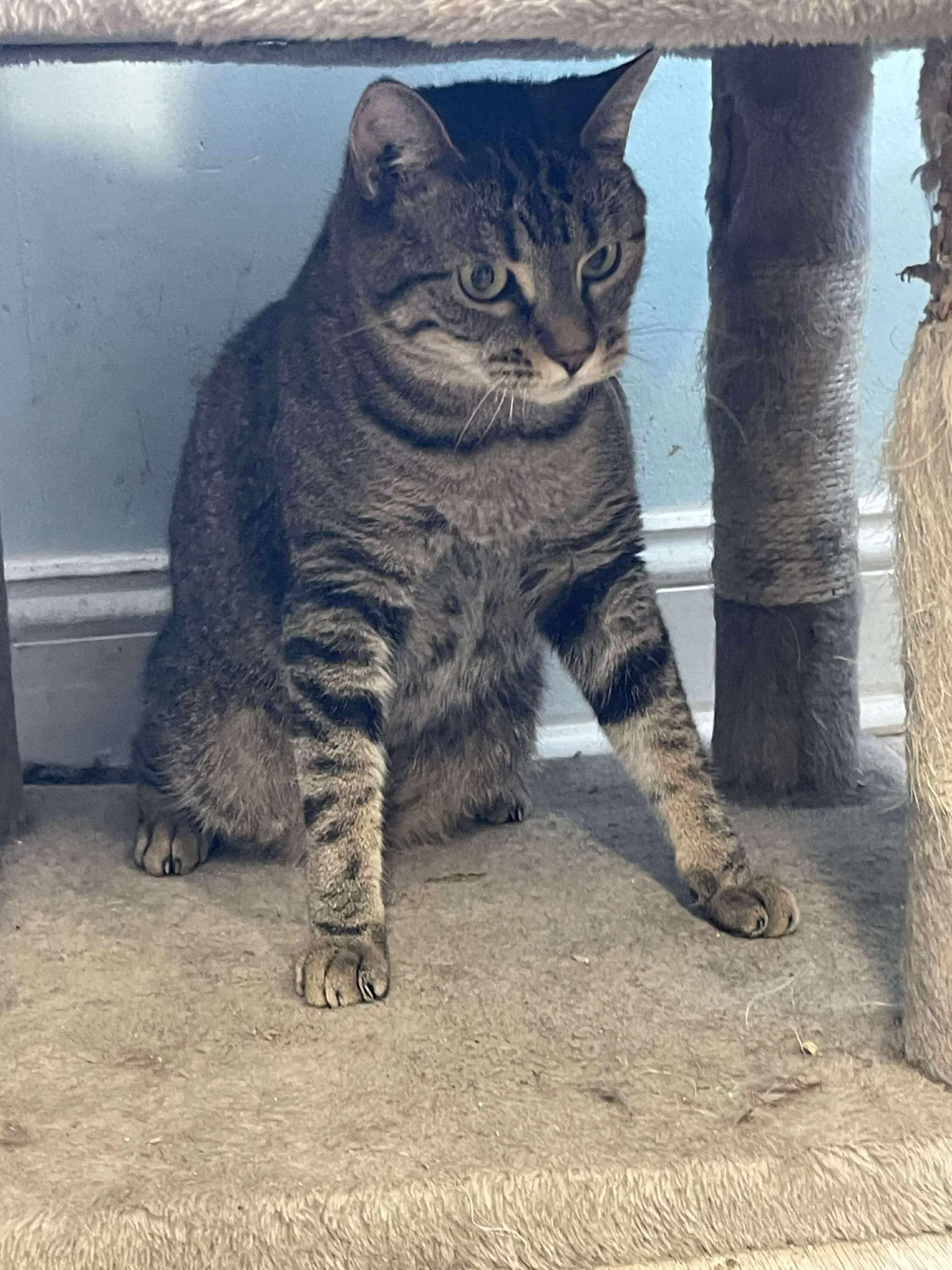 Tumbleweed - Domestic Short Hair