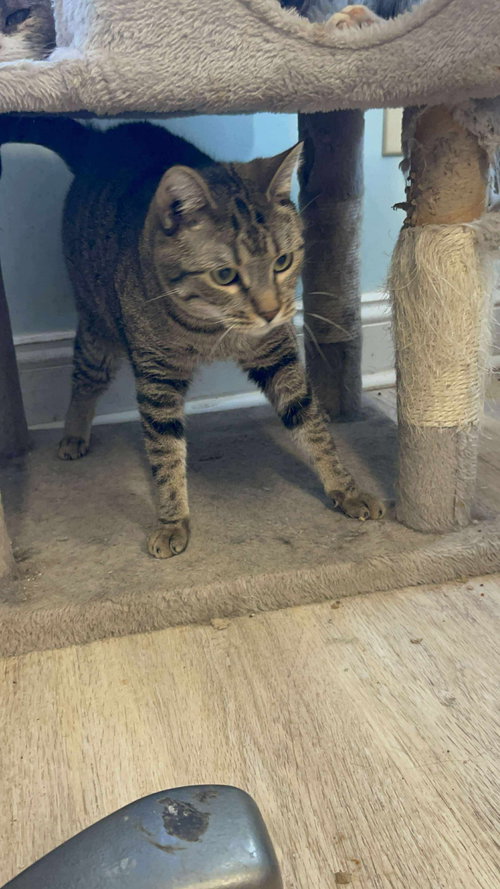 TUMBLEWEED - Domestic Short Hair available for adoption