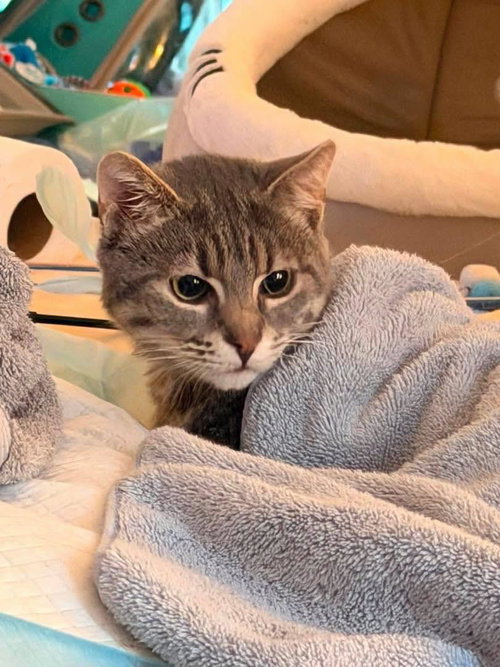 HUXLEY, Young Domestic Short Hair / Mixed (short coat), cat for adoption in Danbury, Connecticut