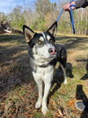 CHASE - Photo 7