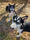 CHASE - Photo 8