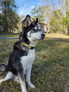 CHASE - Photo 6