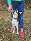 CHASE - Photo 11