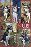 CHASE - Photo 12